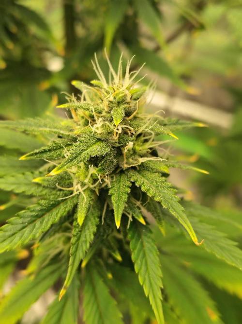 FrostBanger Auto. Week 7