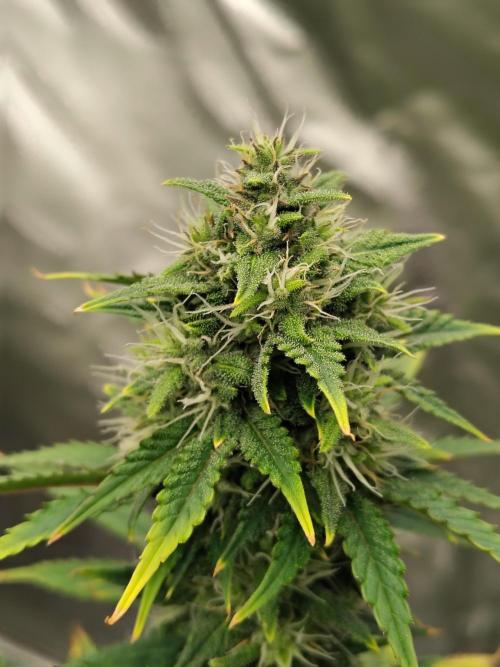 FrostBanger Auto. Week 7