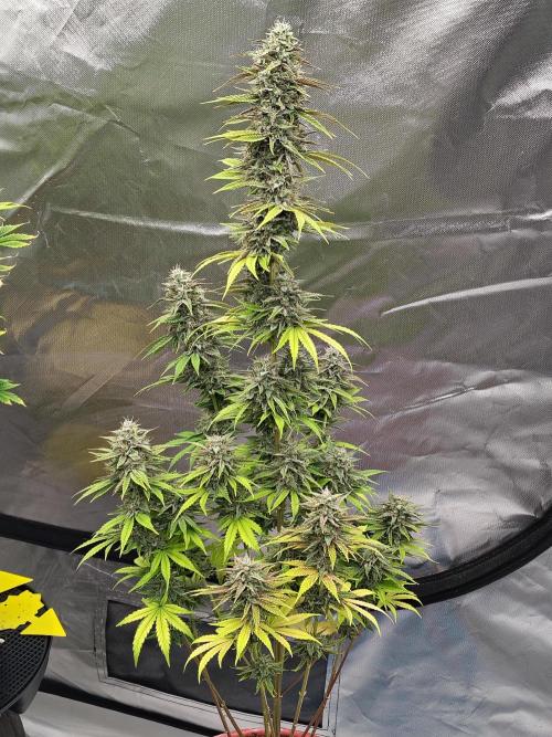 Face Fat (Run #2). Week 11