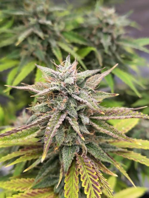 Face Fat (Run #2). Week 11