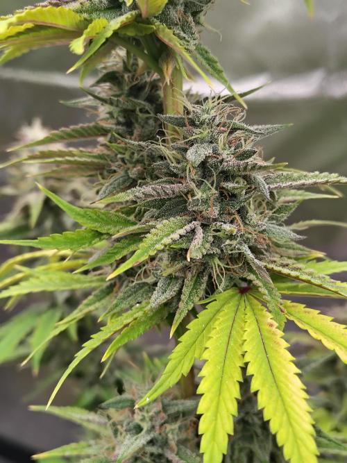 Face Fat (Run #2). Week 11