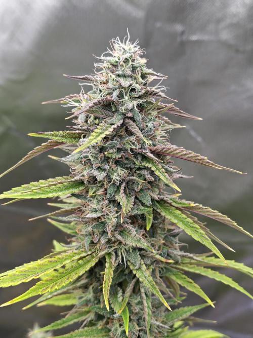 Face Fat (Run #2). Week 11