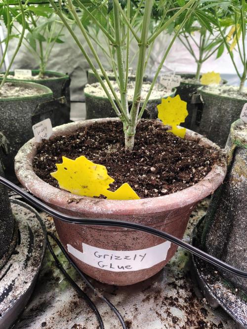 Grizzly Glue. Week 7