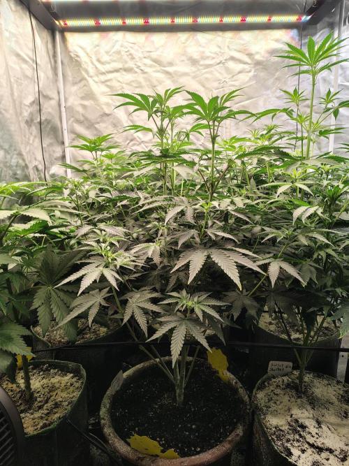 Grizzly Glue. Week 7