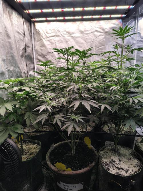 Grizzly Glue. Week 7