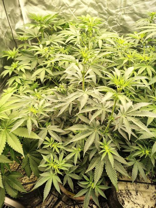 Grizzly Glue. Week 7