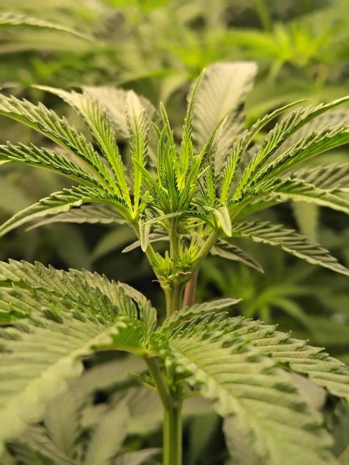 Grizzly Glue. Week 7