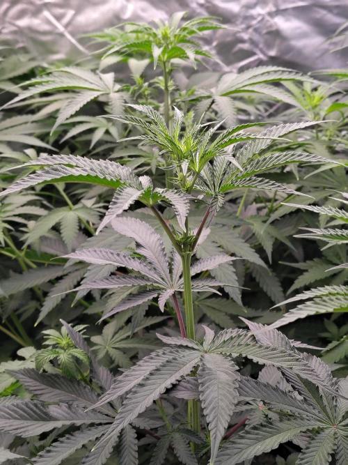 Grizzly Glue. Week 7