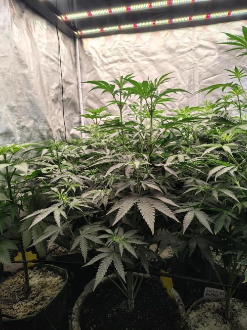 Grizzly Glue. Week 7