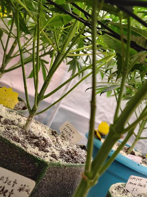 Sunset Sherbet Go Fast. Week 5