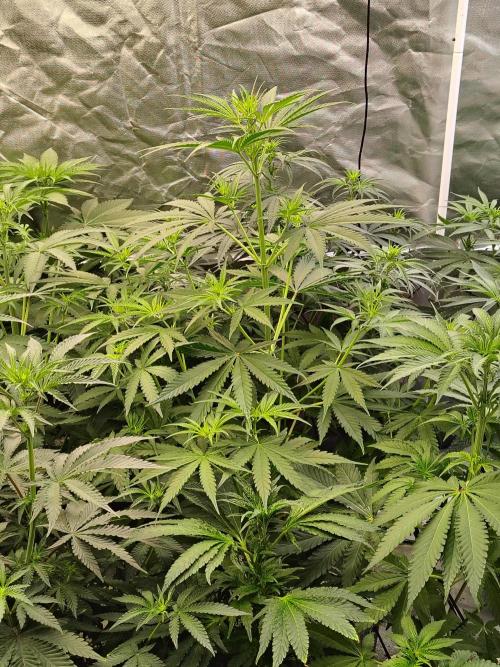 Sunset Sherbet Go Fast. Week 5