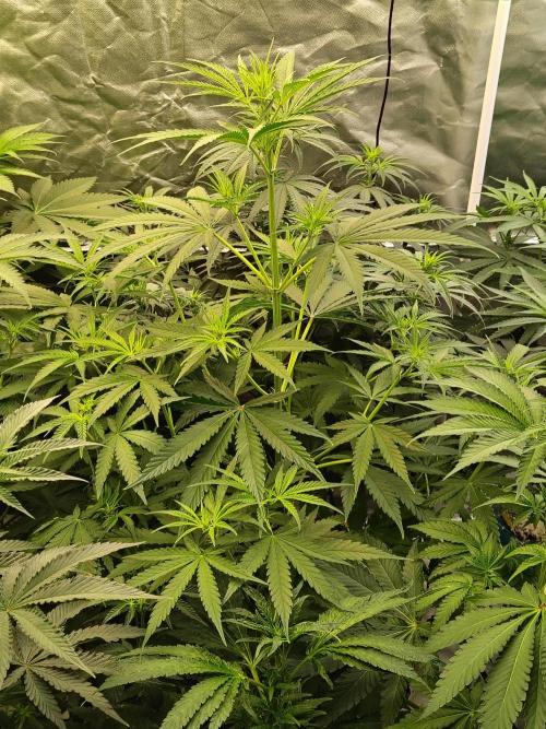 Sunset Sherbet Go Fast. Week 5