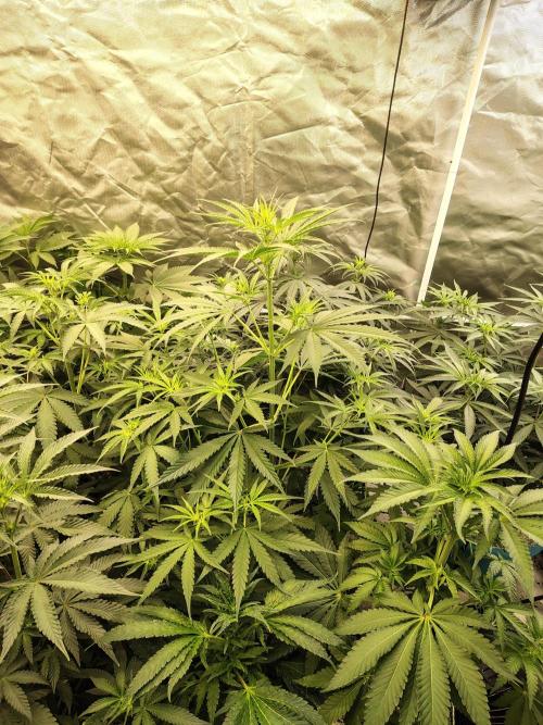 Sunset Sherbet Go Fast. Week 5