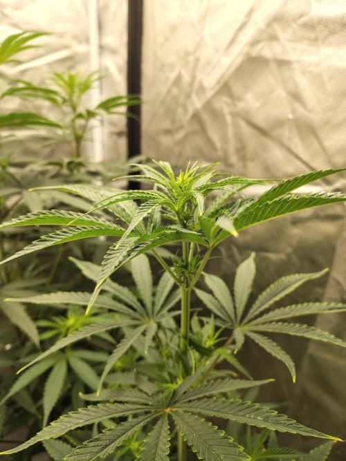 Sunset Sherbet. Week 6