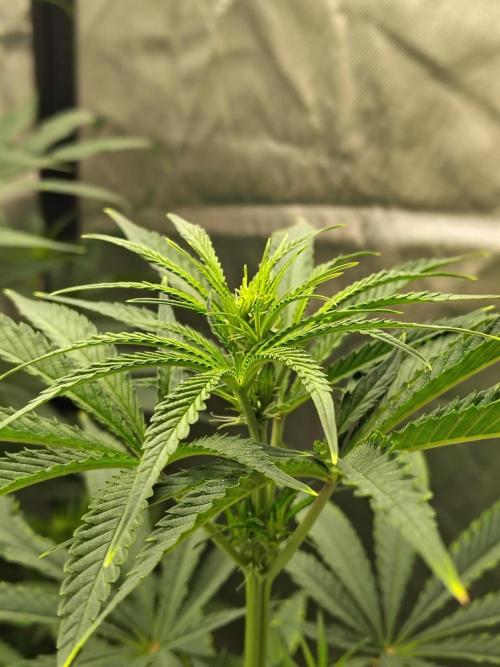 Sunset Sherbet. Week 6