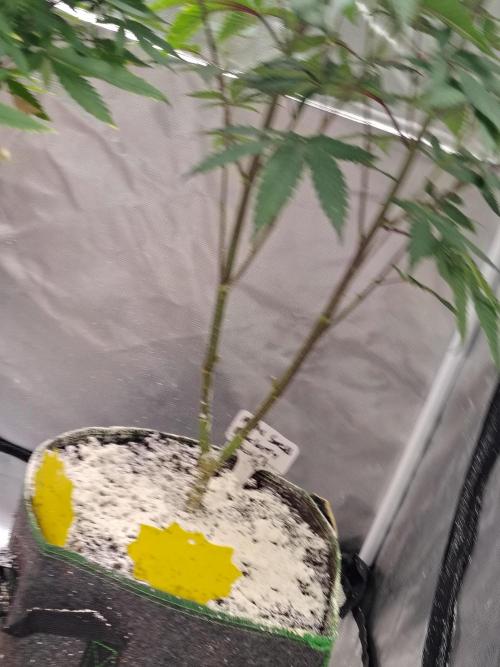 Blueberry Swirl. Week 12