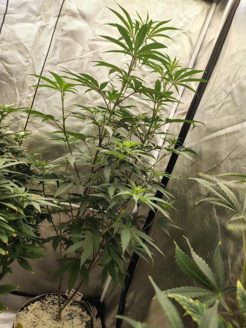 Blueberry Swirl. Week 12