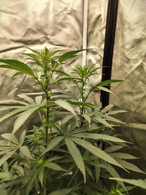 Blueberry Swirl. Week 12