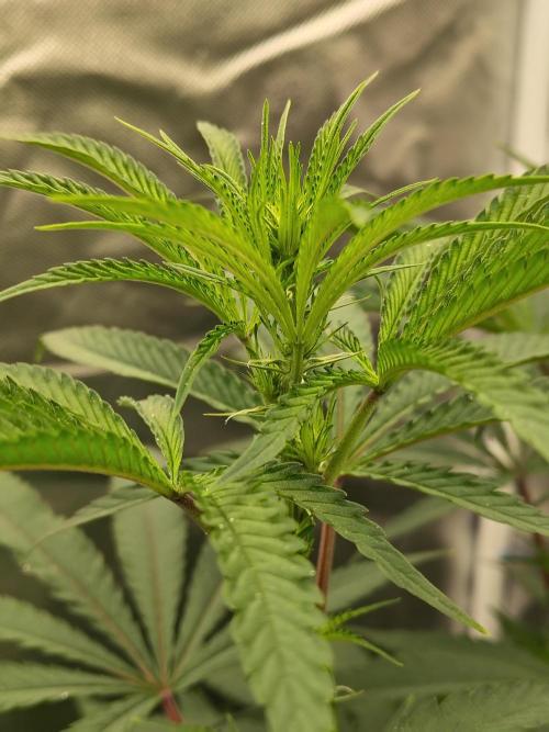 Blueberry Swirl. Week 12