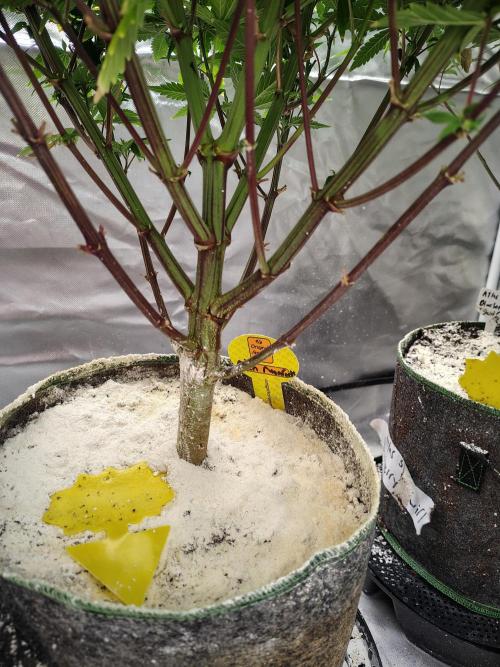 Alien Moonrocks. Week 11