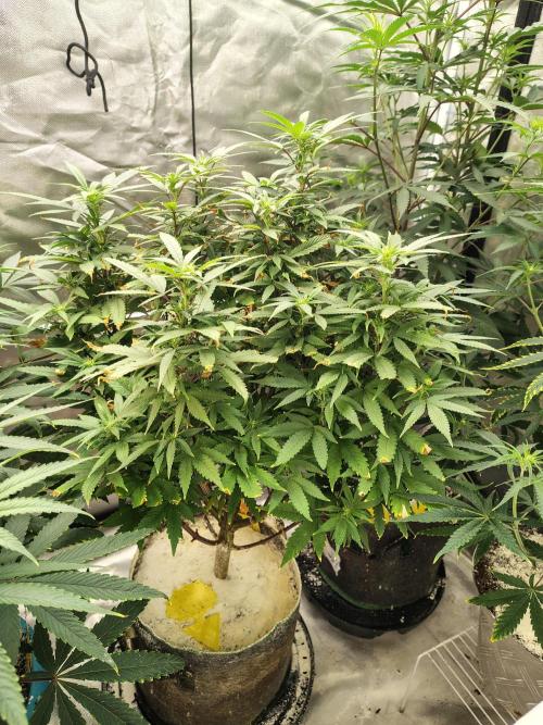 Alien Moonrocks. Week 11