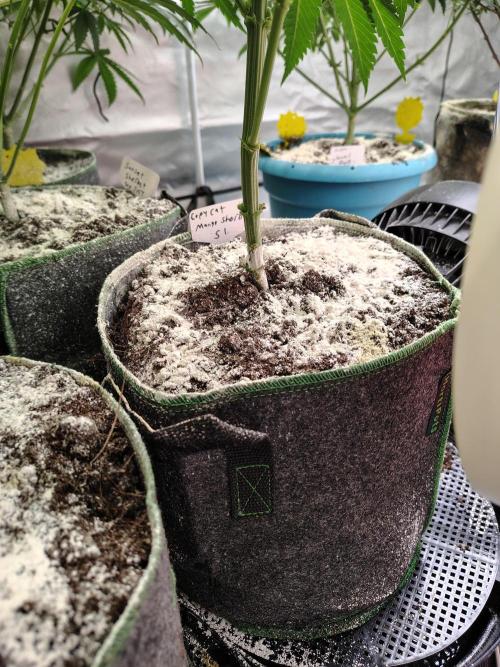 Mango Sherb S1. Week 5