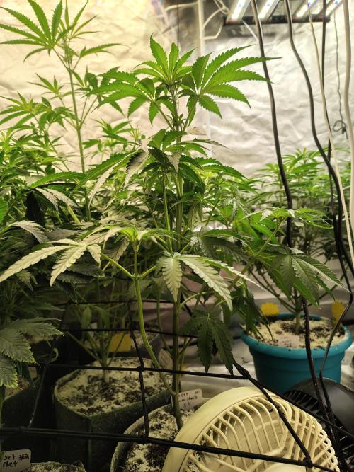 Mango Sherb S1. Week 5