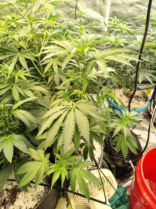 Mango Sherb S1. Week 5