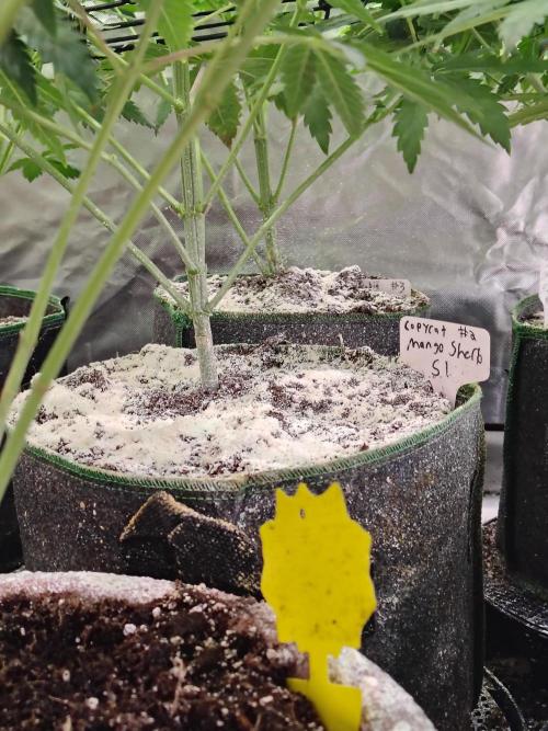 Mango Sherb S1. Week 5