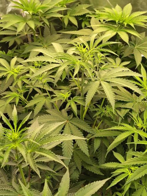 Mango Sherb S1. Week 5