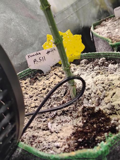 RS11 (Rainbow Sherbet). Week 5