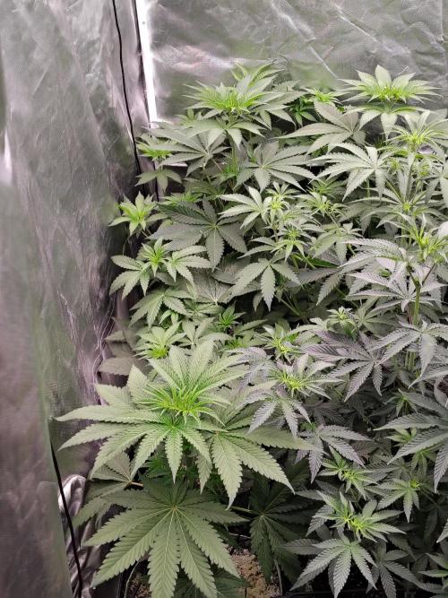 RS11 (Rainbow Sherbet). Week 5