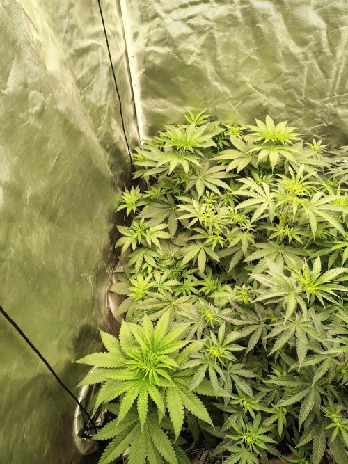 RS11 (Rainbow Sherbet). Week 5