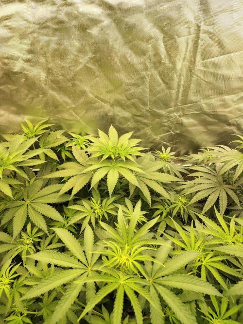 RS11 (Rainbow Sherbet). Week 5