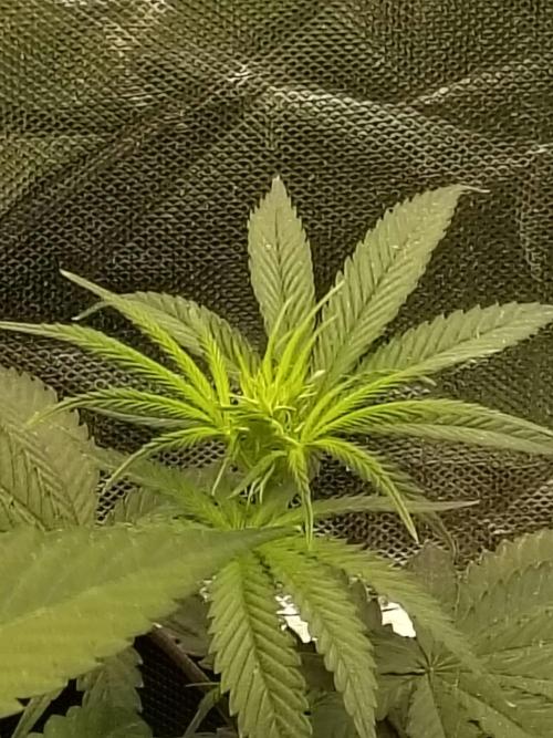 RS11 (Rainbow Sherbet). Week 5