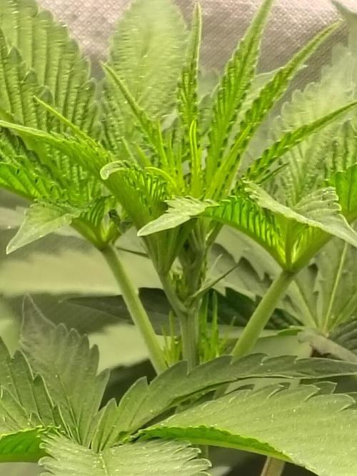 RS11 (Rainbow Sherbet). Week 5