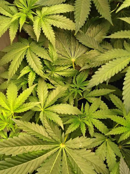 RS11 (Rainbow Sherbet). Week 5