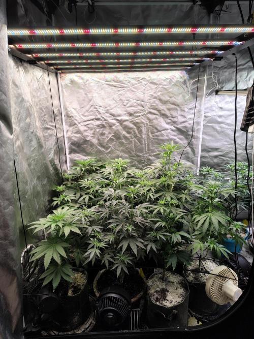 RS11 (Rainbow Sherbet). Week 5