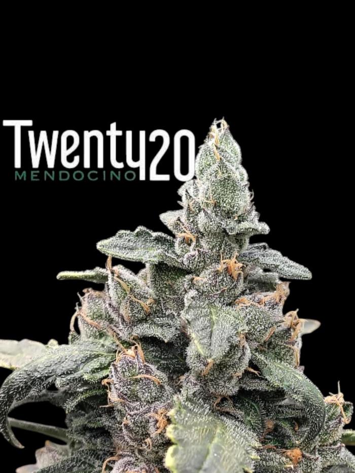 Bourbon Berry. Week 14