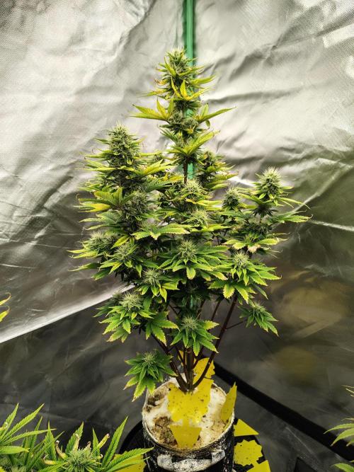 Juicy Blues Auto (Run #2). Week 9