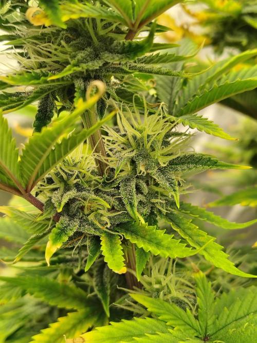 Juicy Blues Auto (Run #2). Week 9