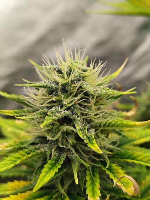 Juicy Blues Auto (Run #2). Week 9