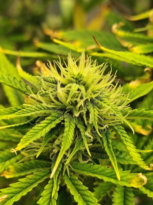 Juicy Blues Auto (Run #2). Week 9