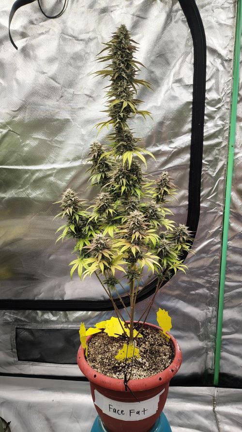 Face Fat (Run #2). Week 12