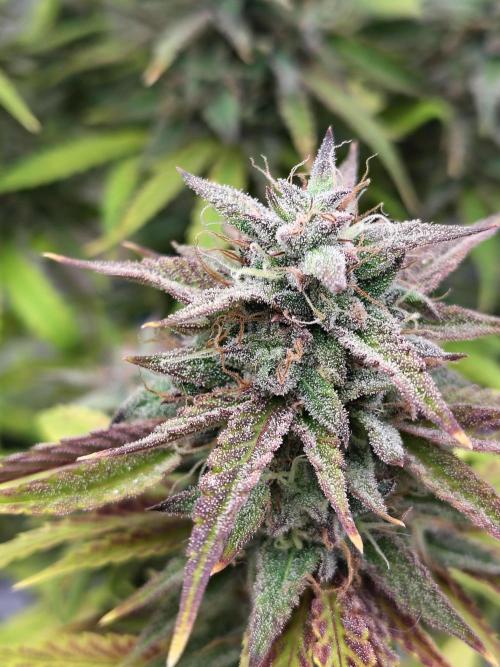 Face Fat (Run #2). Week 12