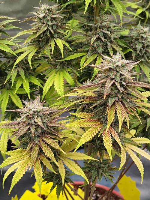 Face Fat (Run #2). Week 12