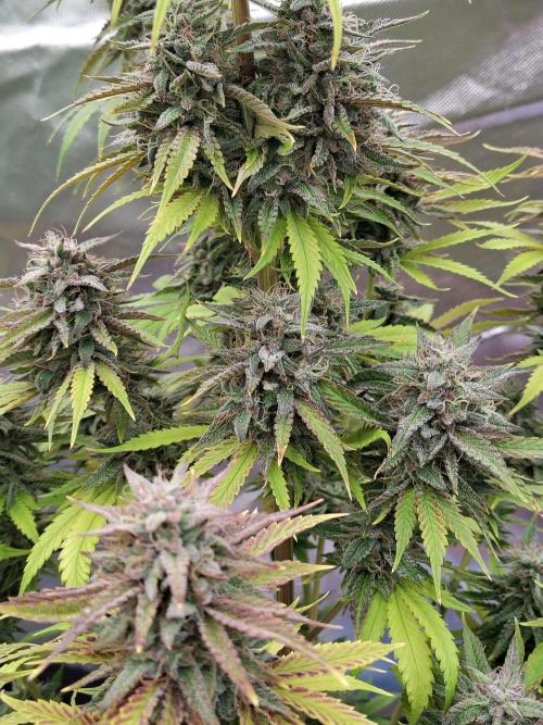 Face Fat (Run #2). Week 12