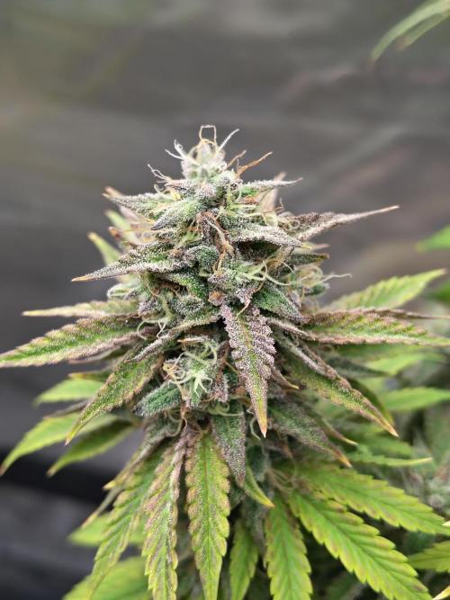 Face Fat (Run #2). Week 12