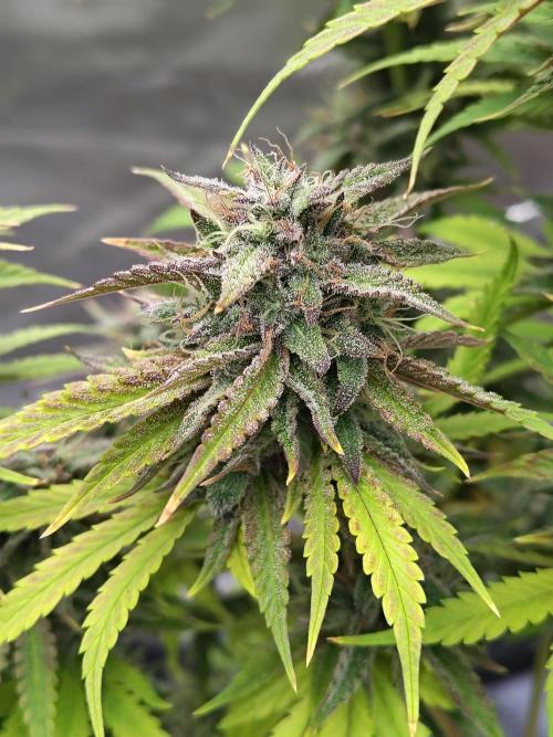 Face Fat (Run #2). Week 12