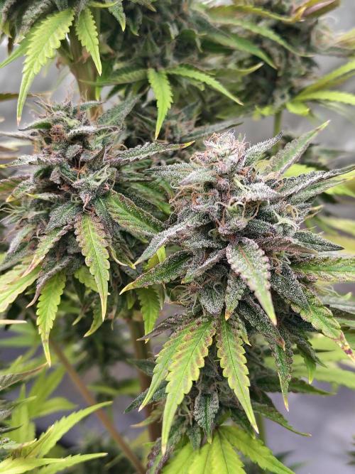 Face Fat (Run #2). Week 12